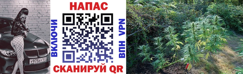 Купить  Славгород  Конопля марихуана 